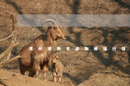 涿州信用卡逾期被银行强制注销
