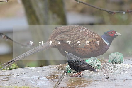 涿州律师在线咨询 涿州律师在线咨询