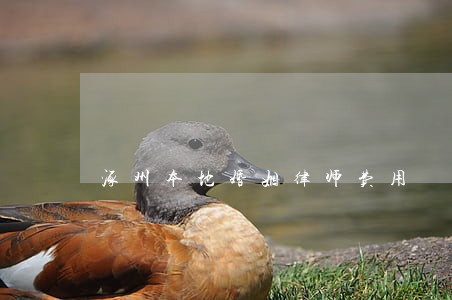 涿州本地婚姻律师费用