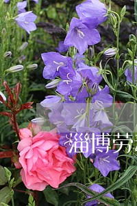 淄博劳动法律师咨询 淄博劳动法律师咨询