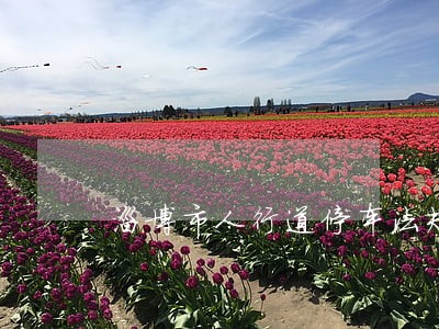 淄博市人行道停车法规
