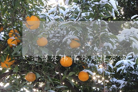 淄博张伟律师法律咨询 淄博张伟律师法律咨询
