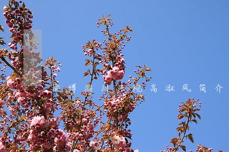 淄博淄川法院高淑凤简介