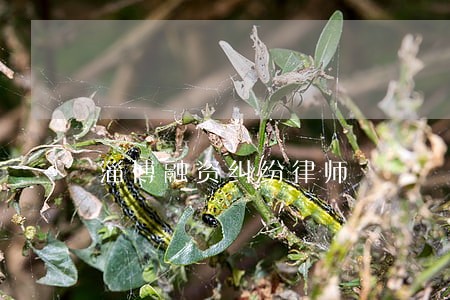 淄博融资纠纷律师 淄博融资纠纷律师