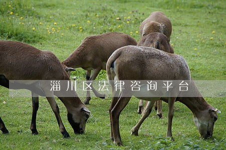 淄川区法律咨询平台 淄川区法律咨询平台