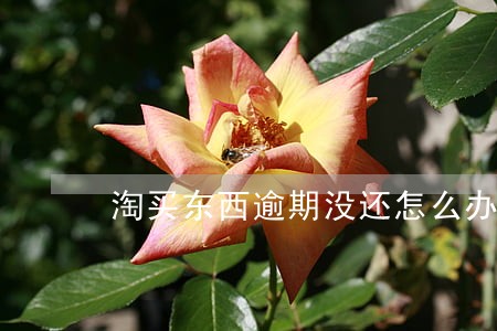 淘买东西逾期没还怎么办