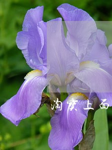 淘宝上面的逾期协商 淘宝上面的逾期协商