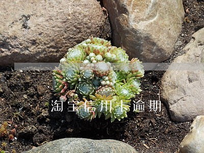 淘宝信用卡逾期