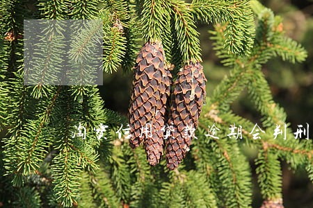 淘宝信用贷款逾期会判刑吗 淘宝信用贷款逾期会判刑吗
