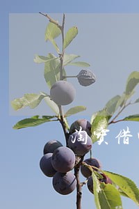 淘宝借呗逾期5天了