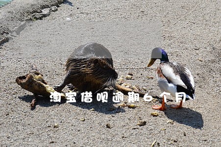 淘宝借呗逾期6个月 淘宝借呗逾期6个月