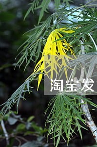 淘宝发货逾期一个月 淘宝发货逾期一个月