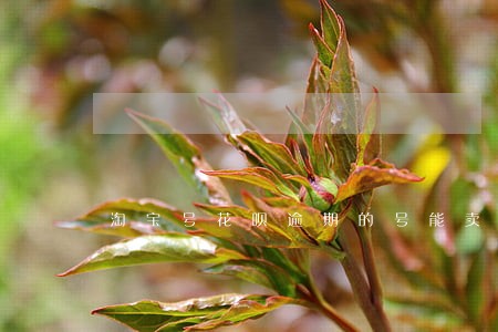 淘宝号花呗逾期的号能卖不 淘宝号花呗逾期的号能卖不