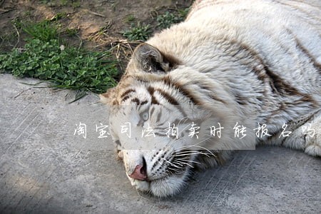 淘宝司法拍卖时能报名吗 淘宝司法拍卖时能报名吗