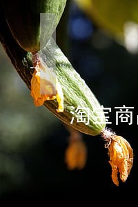 淘宝商品逾期发货 淘宝商品逾期发货