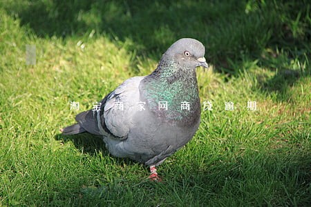 淘宝商家网商贷逾期 淘宝商家网商贷逾期