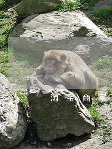 淘宝商家逾期 淘宝商家逾期