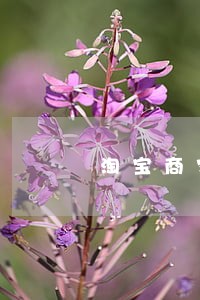淘宝商家逾期不发货有赔偿吗 淘宝商家逾期不发货有赔偿吗