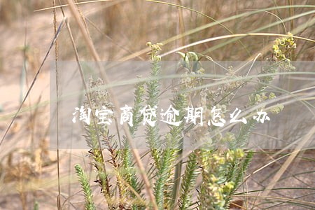 淘宝商贷逾期怎么办 淘宝商贷逾期怎么办
