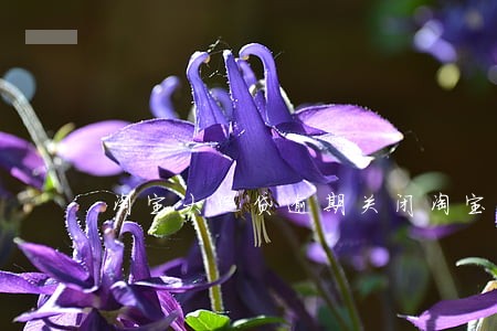 淘宝大促贷逾期关闭淘宝店 淘宝大促贷逾期关闭淘宝店