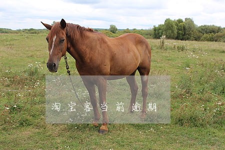 淘宝客当前逾期 淘宝客当前逾期