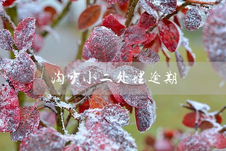 淘宝小二处理逾期 淘宝小二处理逾期