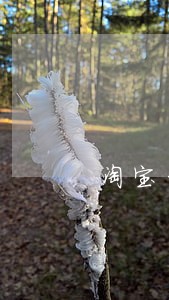 淘宝开无恶意逾期还款证明 淘宝开无恶意逾期还款证明