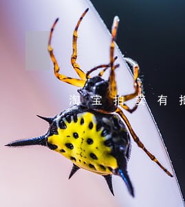 淘宝拍卖有抵押的房子能拍