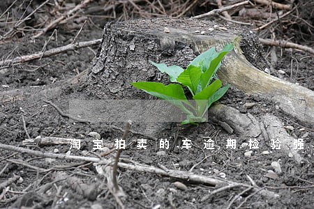 淘宝拍卖的车逾期检验强制报废 淘宝拍卖的车逾期检验强制报废