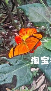 淘宝极速退款服务逾期 淘宝极速退款服务逾期