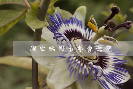 淘宝校园卡年费逾期 淘宝校园卡年费逾期