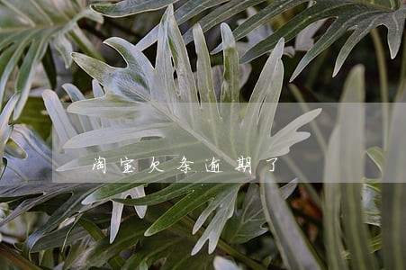淘宝欠条逾期了 淘宝欠条逾期了