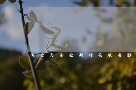 淘宝欠条逾期对花呗有影响吗 淘宝欠条逾期对花呗有影响吗