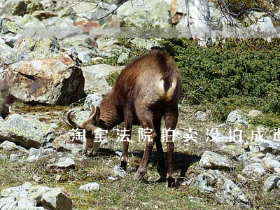 淘宝法院拍卖没拍成退款 淘宝法院拍卖没拍成退款