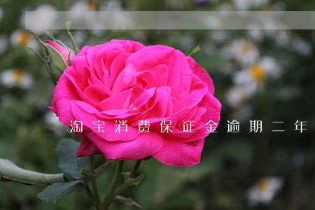 淘宝消费保证金逾期二年了 淘宝消费保证金逾期二年了