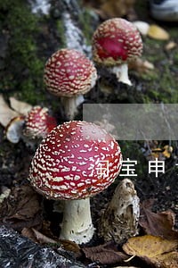 淘宝申请报告逾期未提交 淘宝申请报告逾期未提交