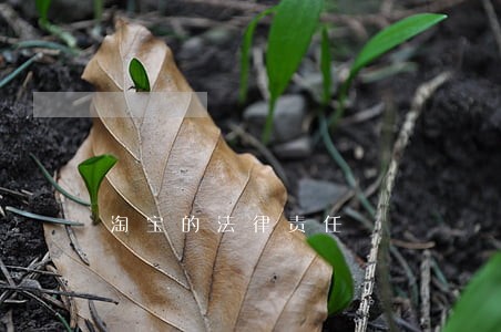 淘宝的法律责任