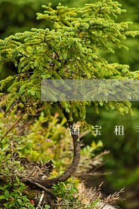 淘宝租手机逾期怎么办 淘宝租手机逾期怎么办