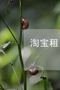 淘宝租电脑逾期怎么办 淘宝租电脑逾期怎么办