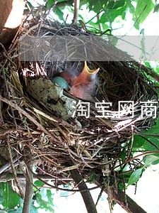 淘宝网商贷逾期一天上征信吗 淘宝网商贷逾期一天上征信吗