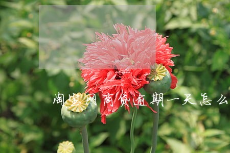 淘宝网商贷逾期一天怎么办 淘宝网商贷逾期一天怎么办