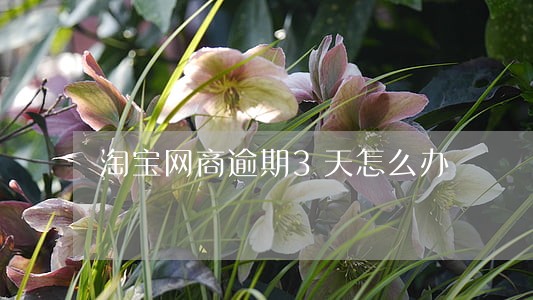淘宝网商逾期3天怎么办 淘宝网商逾期3天怎么办