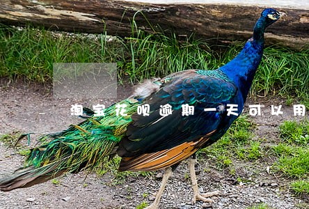 淘宝花呗逾期一天可以用吗 淘宝花呗逾期一天可以用吗