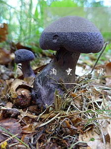 淘宝花呗逾期关联店铺有影响吗 淘宝花呗逾期关联店铺有影响吗