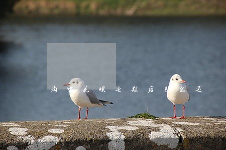淘宝花呗逾期后怎么还