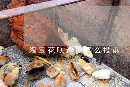 淘宝花呗逾期怎么投诉