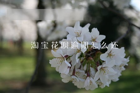 淘宝花呗逾期怎么还