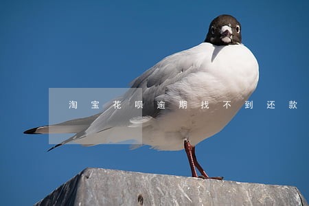 淘宝花呗逾期找不到还款页 淘宝花呗逾期找不到还款页