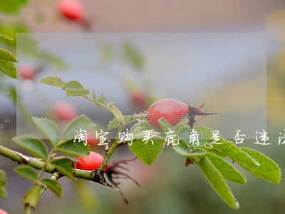 淘宝购买鹿角是否违法 淘宝购买鹿角是否违法