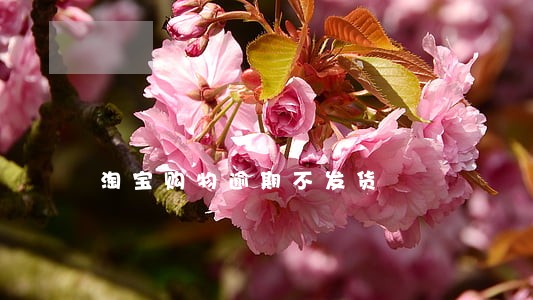 淘宝购物逾期不发货 淘宝购物逾期不发货